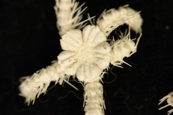 Media type: image;   Invertebrate Zoology OPH-2047